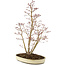 Acer palmatum, 62,5 cm, ± 15 años