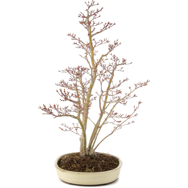 Acer palmatum, 62,5 cm, ± 15 años