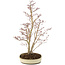 Acer palmatum, 62,5 cm, ± 15 anni