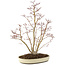 Acer palmatum, 62,5 cm, ± 15 ans