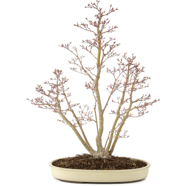 Acer palmatum, 62,5 cm, ± 15 años