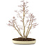 Acer palmatum, 62,5 cm, ± 15 anni
