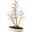 Acer palmatum, 62,5 cm, ± 15 jaar oud