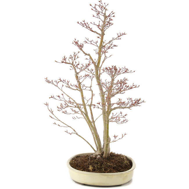 Acer palmatum, 62,5 cm, ± 15 ans