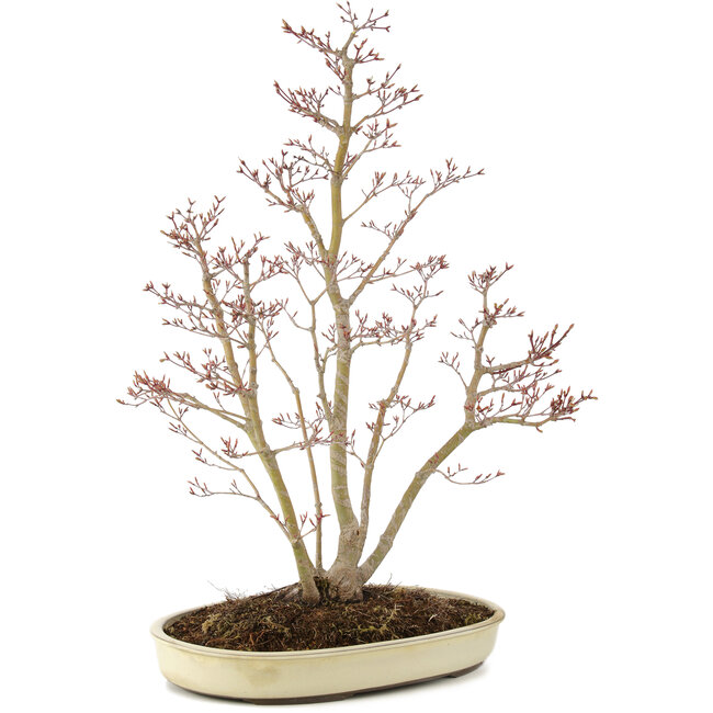 Acer palmatum, 62,5 cm, ± 15 jaar oud