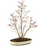 Acer palmatum, 62,5 cm, ± 15 años