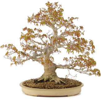 Acer palmatum, 47 cm, ± 30 anni