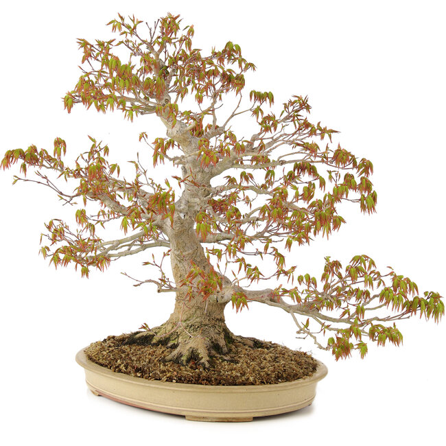 Acer palmatum, 47 cm, ± 30 años, con nebari de 11 cm