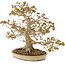 Acer palmatum, 47 cm, ± 30 years old, with a nebari of 11 cm