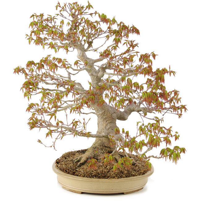 Acer palmatum, 47 cm, ± 30 años, con nebari de 11 cm