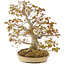 Acer palmatum, 47 cm, ± 30 years old, with a nebari of 11 cm