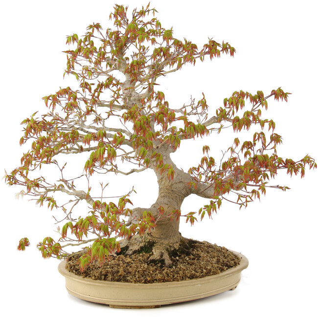 Acer palmatum, 47 cm, ± 30 años, con nebari de 11 cm