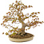 Acer palmatum, 47 cm, ± 30 ans, avec un nebari de 11 cm