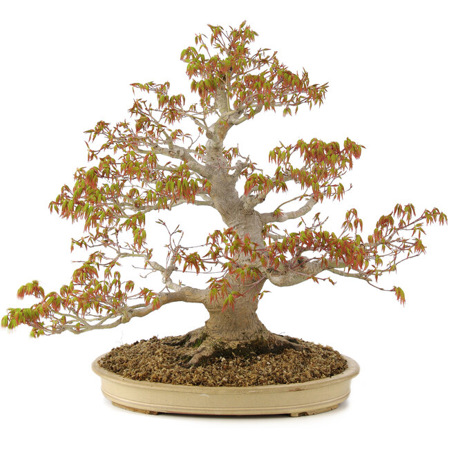 Acer palmatum, 47 cm, ± 30 years old, with a nebari of 11 cm