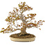 Acer palmatum, 47 cm, ± 30 years old, with a nebari of 11 cm