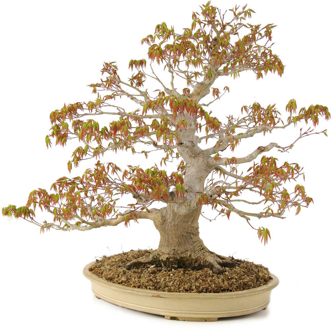 Acer palmatum, 47 cm, ± 30 jaar oud, met een nebari van 11 cm