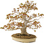 Acer palmatum, 47 cm, ± 30 anni, con un nebari di 11 cm