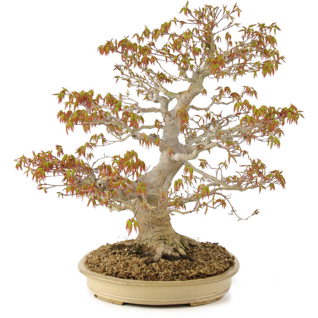 Acer palmatum, 47 cm, ± 30 Jahre alt, mit einem Nebari von 11 cm