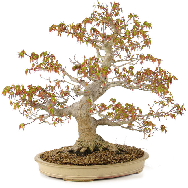 Acer palmatum, 47 cm, ± 30 jaar oud, met een nebari van 11 cm