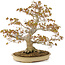 Acer palmatum, 47 cm, ± 30 years old, with a nebari of 11 cm