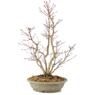 Acer palmatum, 51 cm, ± 15 anni
