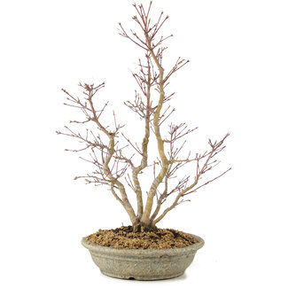 Acer palmatum, 51 cm, ± 15 Jahre alt