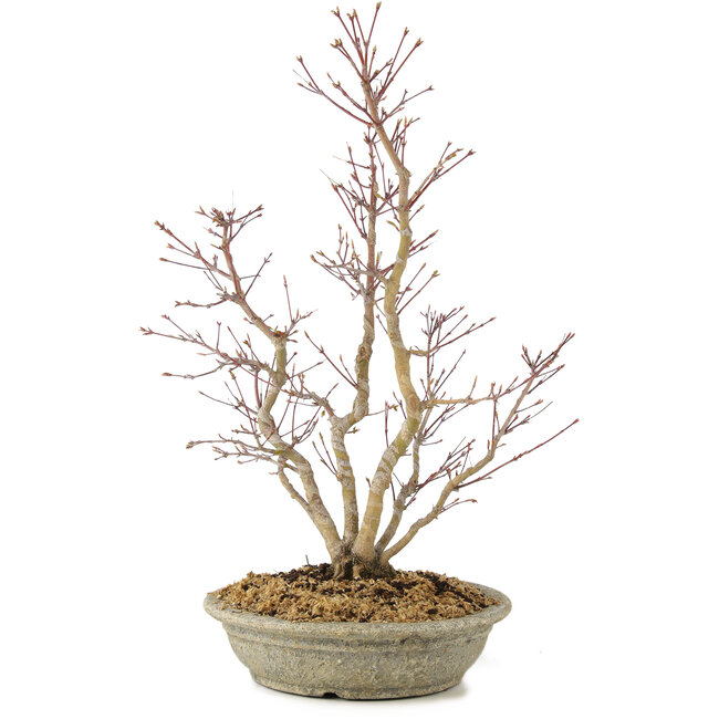 Acer palmatum, 51 cm, ± 15 years old