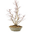 Acer palmatum, 51 cm, ± 15 years old