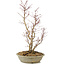 Acer palmatum, 51 cm, ± 15 years old