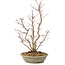 Acer palmatum, 51 cm, ± 15 years old