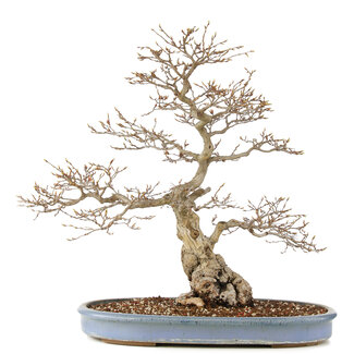 Carpinus coreana, 73 cm, ± 60 jaar oud