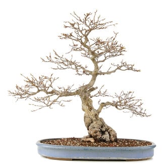 Carpinus coreana, 73 cm, ± 60 Jahre alt