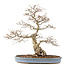 Carpinus coreana, 73 cm, ± 60 ans