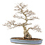 Carpinus coreana, 73 cm, ± 60 Jahre alt