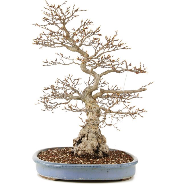 Carpinus coreana, 73 cm, ± 60 years old