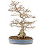 Carpinus coreana, 73 cm, ± 60 Jahre alt