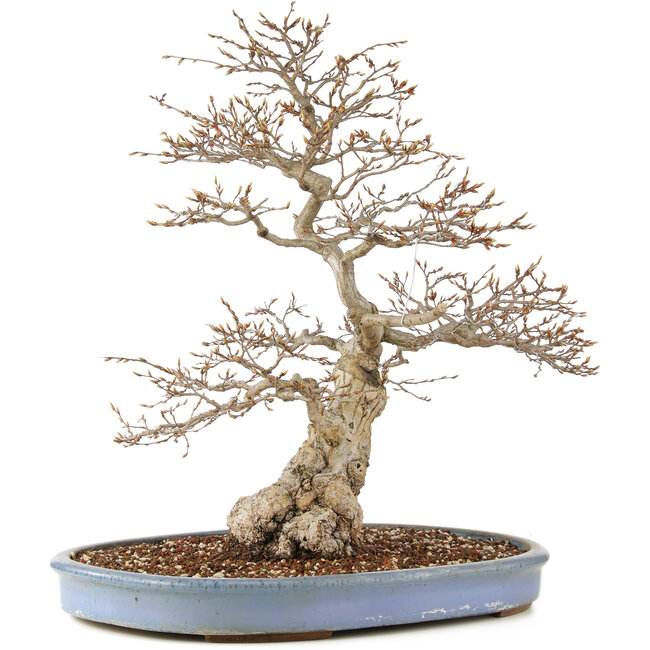 Carpinus coreana, 73 cm, ± 60 ans