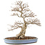 Carpinus coreana, 73 cm, ± 60 ans