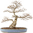 Carpinus coreana, 73 cm, ± 60 Jahre alt