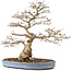 Carpinus coreana, 73 cm, ± 60 years old