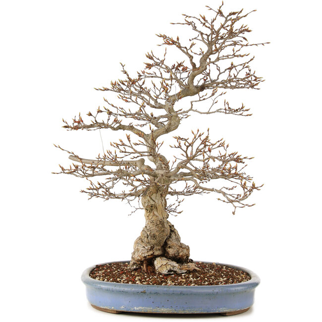 Carpinus coreana, 73 cm, ± 60 ans