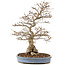 Carpinus coreana, 73 cm, ± 60 years old