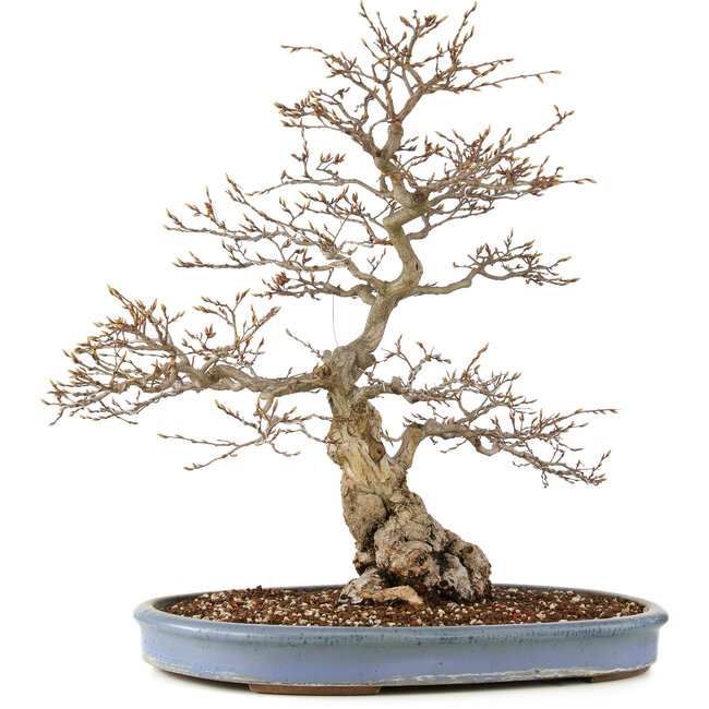 Carpinus coreana, 73 cm, ± 60 years old