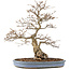 Carpinus coreana, 73 cm, ± 60 ans