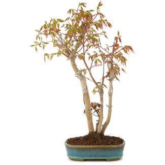 Acer palmatum, 32 cm, ± 5 Jahre alt