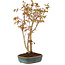 Acer palmatum, 32 cm, ± 5 years old