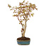 Acer palmatum, 32 cm, ± 5 years old