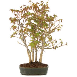 Acer palmatum, 33 cm, ± 5 Jahre alt