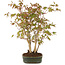 Acer palmatum, 33 cm, ± 5 years old