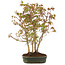 Acer palmatum, 33 cm, ± 5 years old